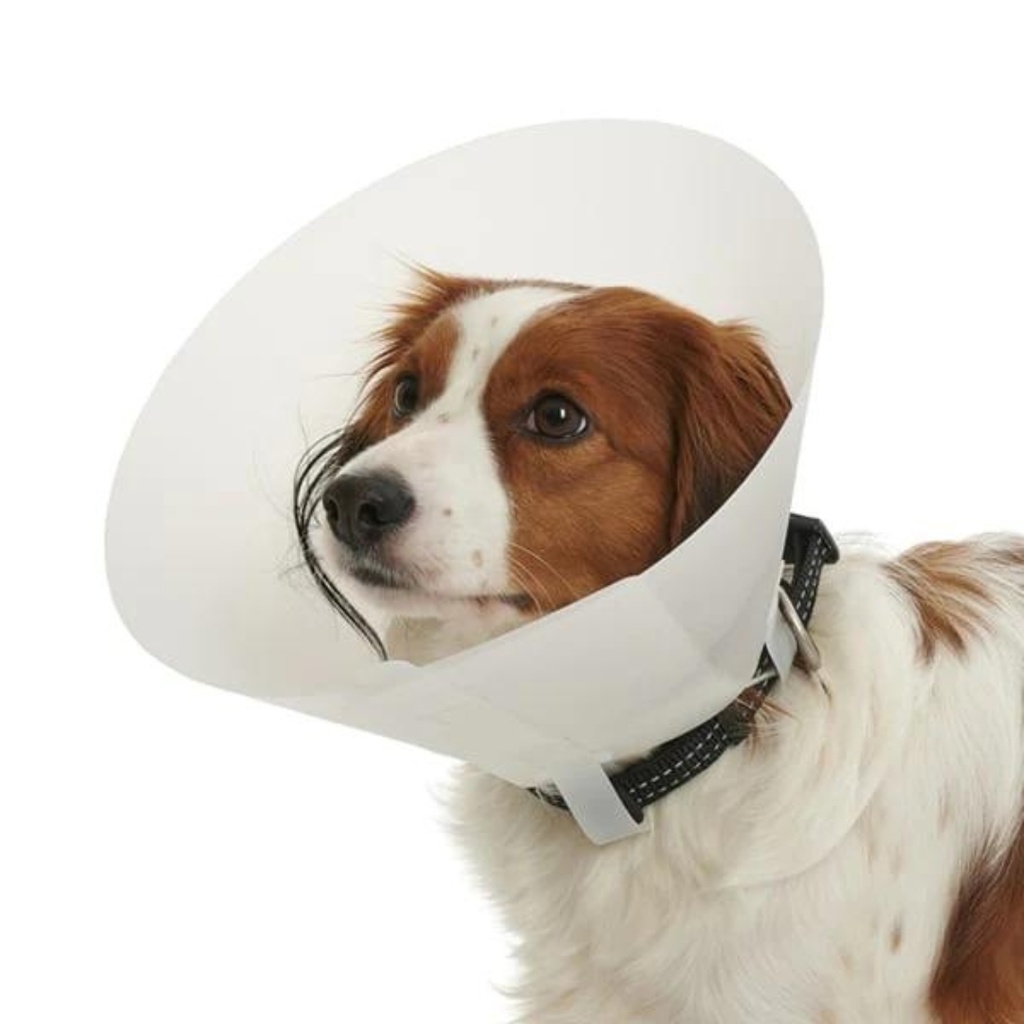 Collar isabelino standard N-1